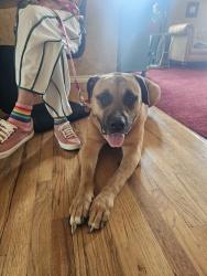 Found/Stray Male Dog last seen NW 192 and Meridian, Edmond, OK 73012