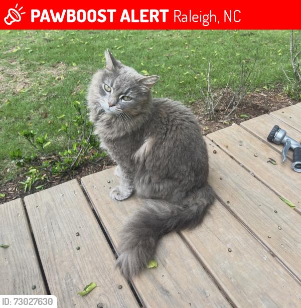 Lost Female Cat last seen Cowper st. , Raleigh, NC 27608