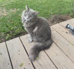Lost Female Cat last seen Cowper st. , Raleigh, NC 27608
