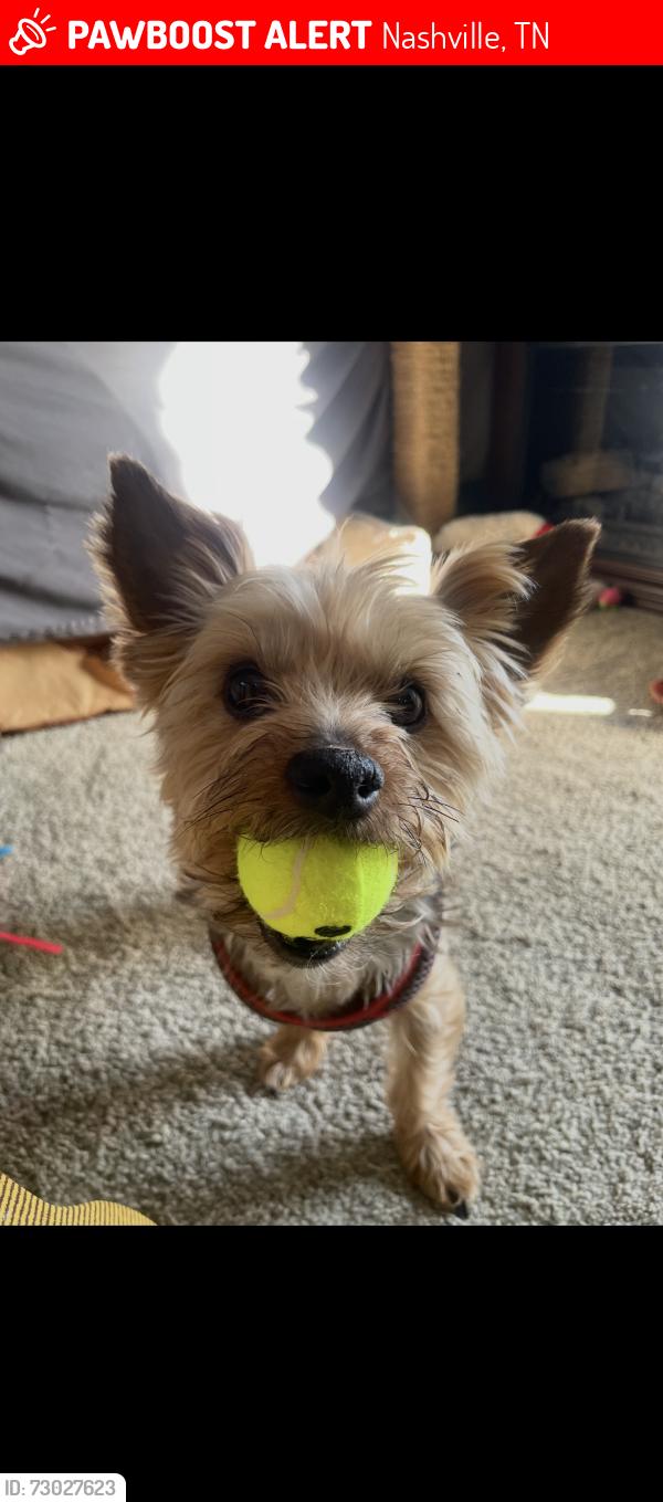Lost Male Dog last seen Sherwood Forest subdivision, Nashville, TN 37138
