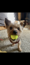 Lost Male Dog last seen Sherwood Forest subdivision, Nashville, TN 37138
