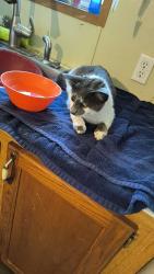 Found/Stray Unknown Cat last seen Green valley Rd, Oconto Falls, WI 54154