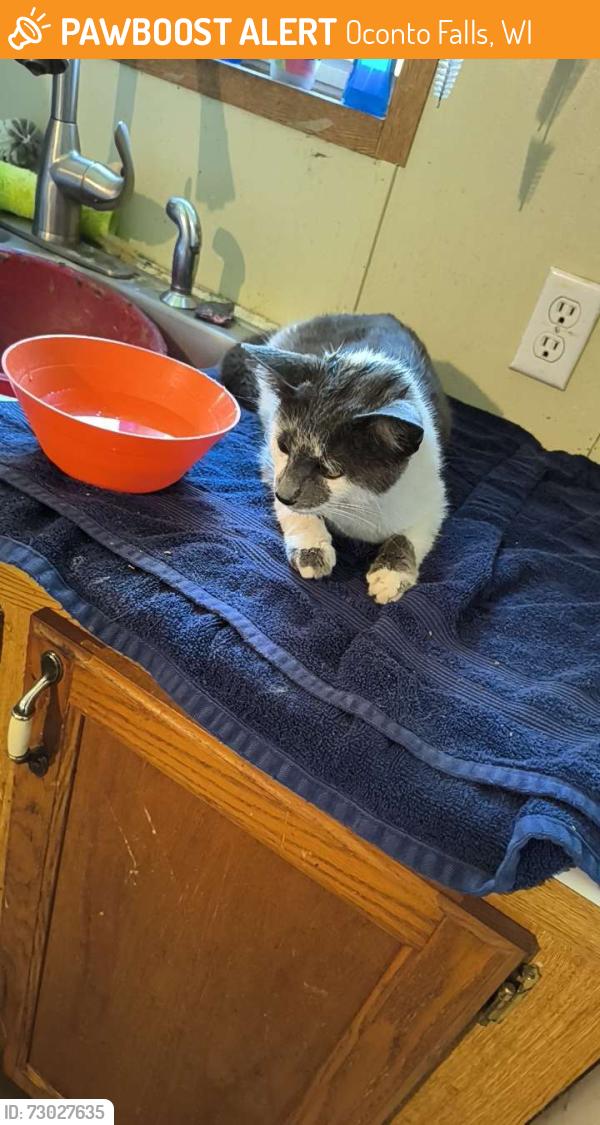 Found/Stray Unknown Cat last seen Green valley Rd, Oconto Falls, WI 54154