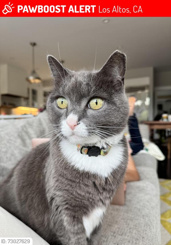 Lost Female Cat last seen Mora Drive and Eastbrook Avenue, Los Altos, CA 94024