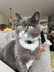 Lost Female Cat last seen Mora Drive and Eastbrook Avenue, Los Altos, CA 94024