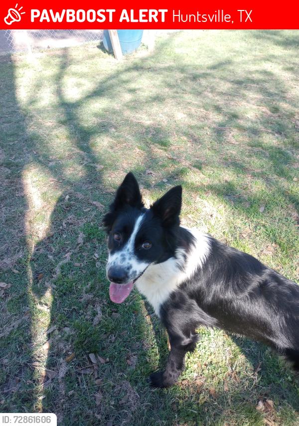 Lost Male Dog last seen Near Josey St, Huntsville, TX 77340