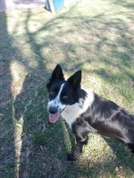 Lost Male Dog last seen Near Josey St, Huntsville, TX 77340