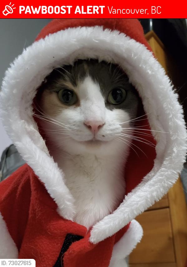 Lost Female Cat last seen Windsor Street & 16th Avenue, Vancouver, BC 