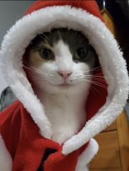 Lost Female Cat last seen Windsor Street & 16th Avenue, Vancouver, BC 