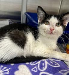 Shelter Stray Male Cat last seen Near Kensington Ave, 64128, MO, 7077 Elmwood Ave, Kansas City, MO 64132, USA