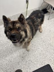 Shelter Stray Male Dog last seen Near W Peachtree St. NW, Atlanta, GA, 1251 Fulton Industrial Blvd NW, Atlanta, GA 30336, USA