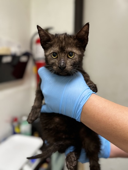 Shelter Stray Male Cat last seen Near Chelsea, EDGECLIFF VILLAGE, TX, 3961 Bluebell Dr, Everman, TX 76140, USA