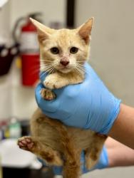 Shelter Stray Male Cat last seen Near Chelsea, EDGECLIFF VILLAGE, TX, 3961 Bluebell Dr, Everman, TX 76140, USA