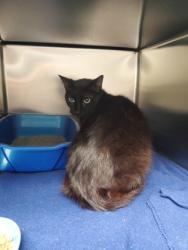 Shelter Stray Female Cat last seen Near Cannon pkwy, Roanoke, TX, 330 Rufe Snow Dr, Keller, TX 76248, USA