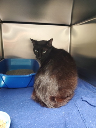 Shelter Stray Female Cat last seen Near Cannon pkwy, Roanoke, TX, 330 Rufe Snow Dr, Keller, TX 76248, USA