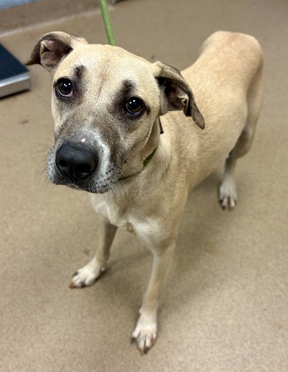 Shelter Stray Female Dog last seen Near Glenco Dr Decatur Georgia 30032, 30032, GA, 3280 Chamblee Dunwoody Rd, Chamblee, GA 30341, USA