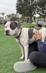 Found/Stray Male Dog last seen Studebaker Rd and Willow St , Long Beach, CA 90808