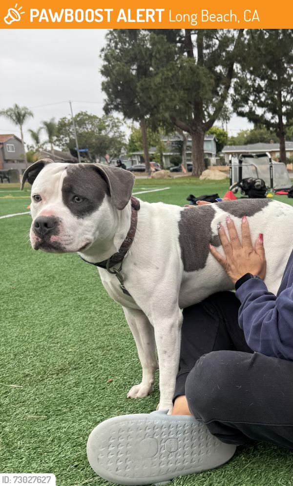 Found/Stray Male Dog last seen Studebaker Rd and Willow St , Long Beach, CA 90808