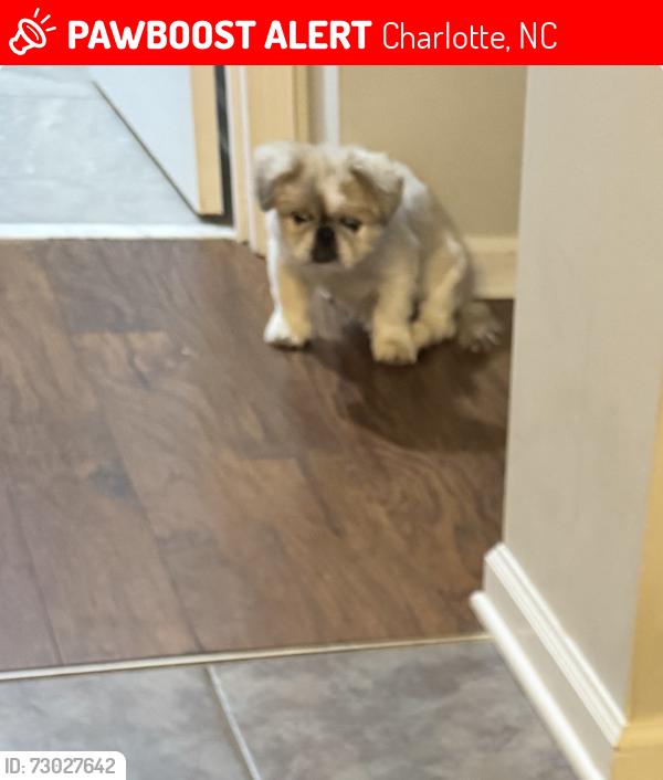 Lost Male Dog last seen Brachnell View Dr , Charlotte, NC 28269