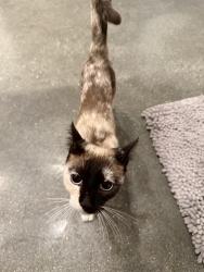 Found/Stray Unknown Cat last seen 5th street boys and girls club , Los Angeles, CA 90731