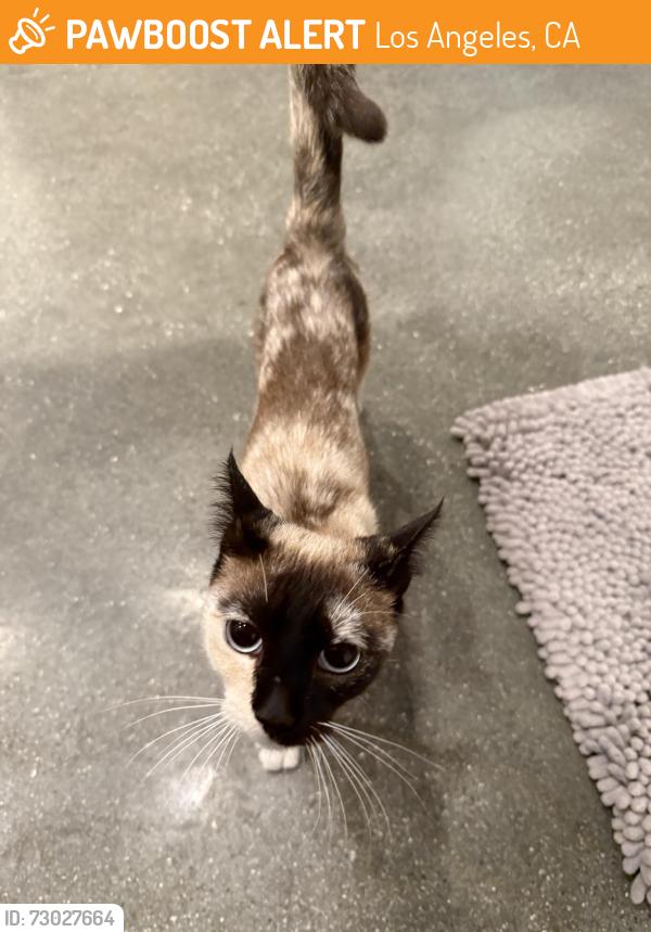 Found/Stray Unknown Cat last seen 5th street boys and girls club , Los Angeles, CA 90731