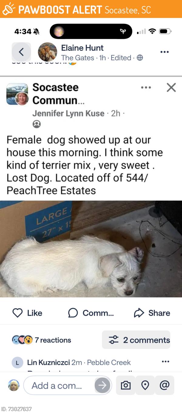 Found/Stray Female Dog last seen Hwy. 544, Socastee, SC 29588