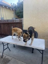 Reunited Female Dog last seen Near W 66th St, Los Angeles, CA 90003, USA, Los Angeles, CA 90003