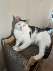 Reunited Male Cat last seen Hunters Crossing, Fayetteville, NC 28314