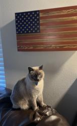 Lost Female Cat last seen Deer flt and Linder, Kuna, ID 83634