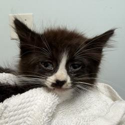 Shelter Stray Female Cat last seen Near Hollister Street, San Diego, CA, 92154, 5500 Gaines St, San Diego, CA 92110, USA