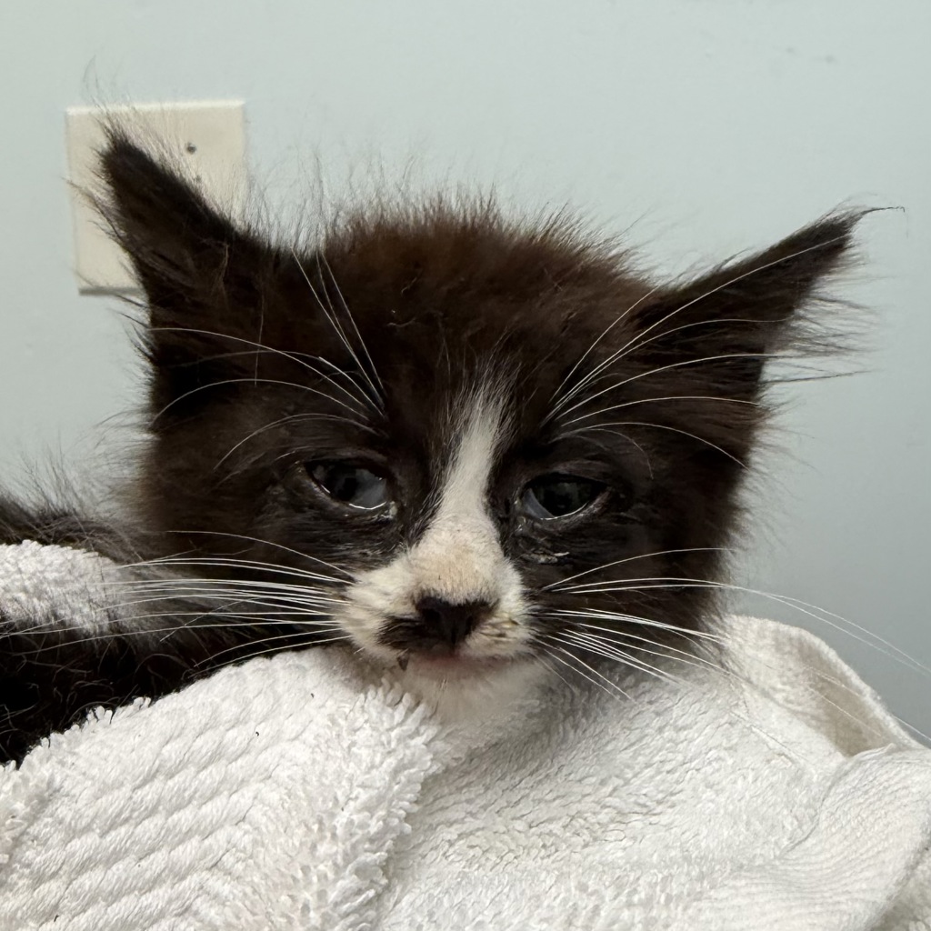 Shelter Stray Female Cat last seen Near Hollister Street, San Diego, CA, 92154, 5500 Gaines St, San Diego, CA 92110, USA