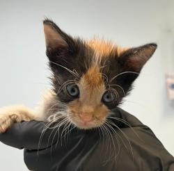 Shelter Stray Female Cat last seen N Harbor Drive, San Diego, CA, 92101, 5500 Gaines St, San Diego, CA 92110, USA