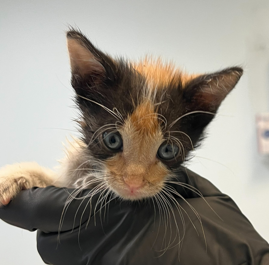 Shelter Stray Female Cat last seen N Harbor Drive, San Diego, CA, 92101, 5500 Gaines St, San Diego, CA 92110, USA