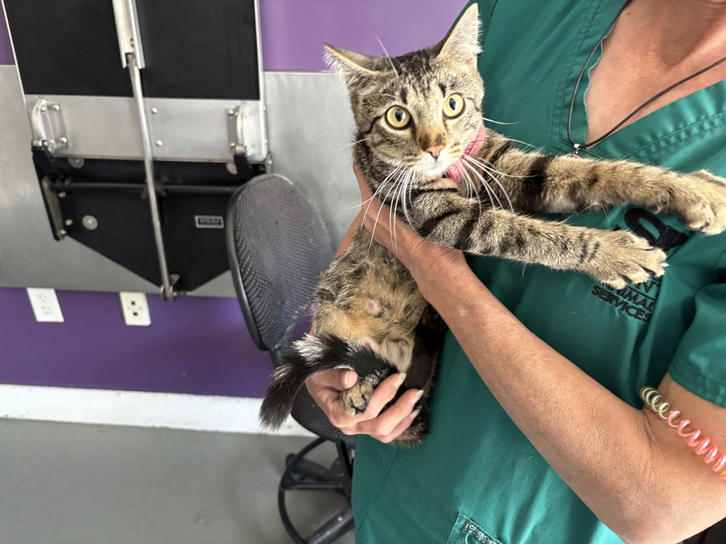 Shelter Stray Female Cat last seen Near S 2500 E, SALT LAKE CITY, UT, 84108, 511 W 3900 S, Salt Lake City, UT 84123, USA