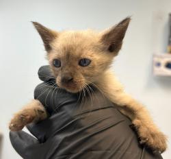 Shelter Stray Female Cat last seen N Harbor Drive, San Diego, CA, 92101, 5500 Gaines St, San Diego, CA 92110, USA
