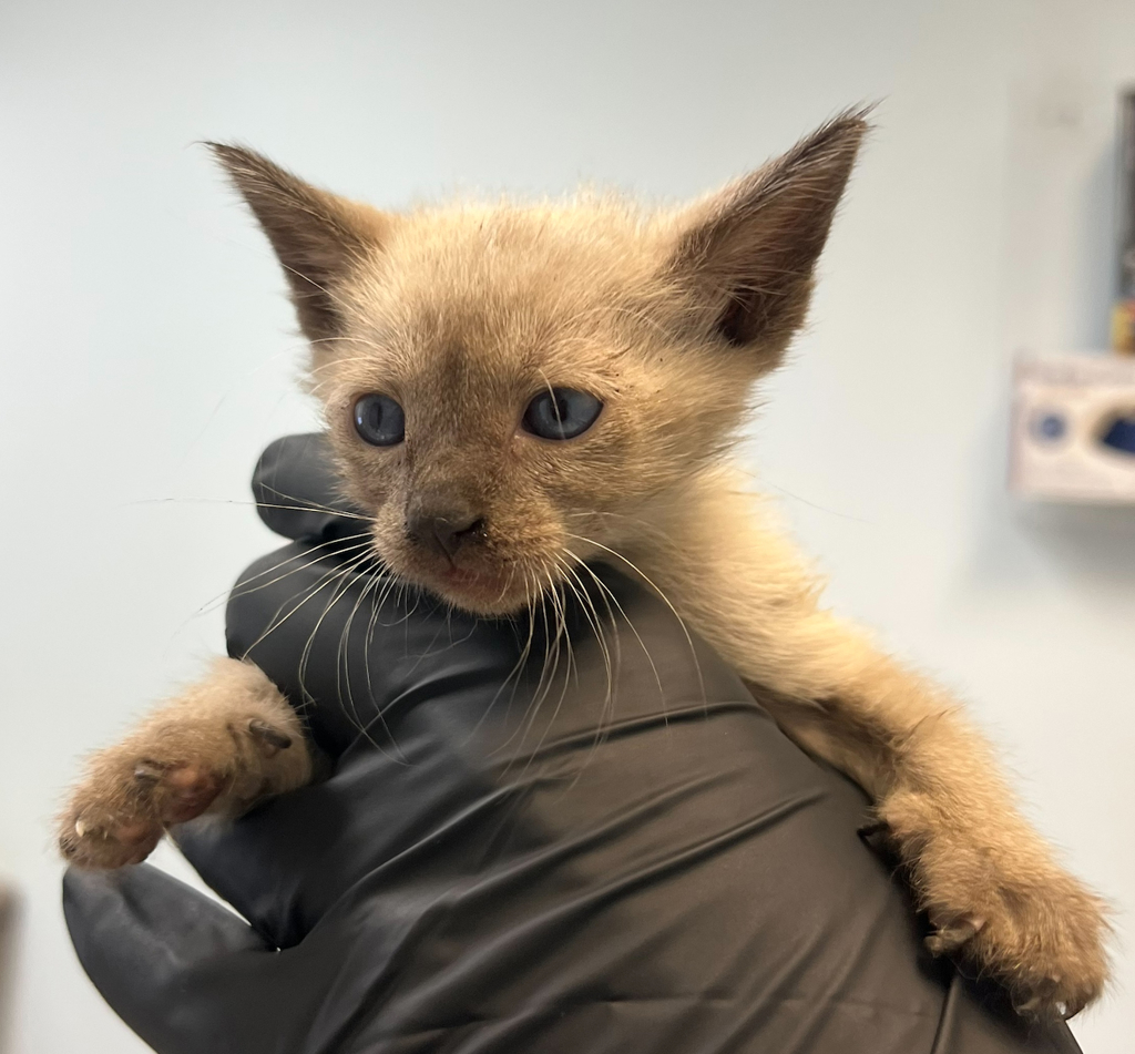 Shelter Stray Female Cat last seen N Harbor Drive, San Diego, CA, 92101, 5500 Gaines St, San Diego, CA 92110, USA