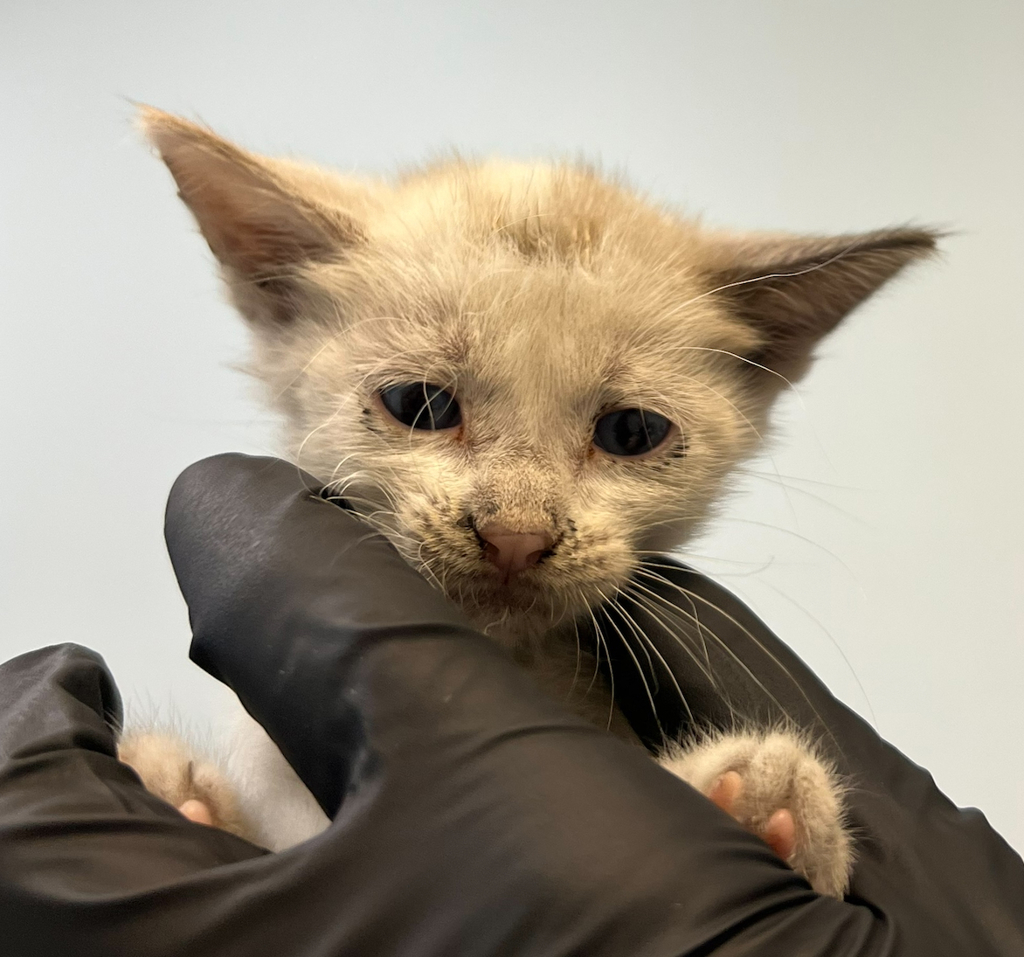 Shelter Stray Female Cat last seen N Harbor Drive, San Diego, CA, 92101, 5500 Gaines St, San Diego, CA 92110, USA