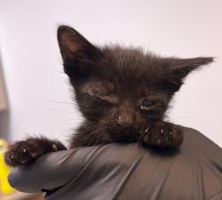 Shelter Stray Male Cat last seen N Harbor Drive, San Diego, CA, 92101, 5500 Gaines St, San Diego, CA 92110, USA