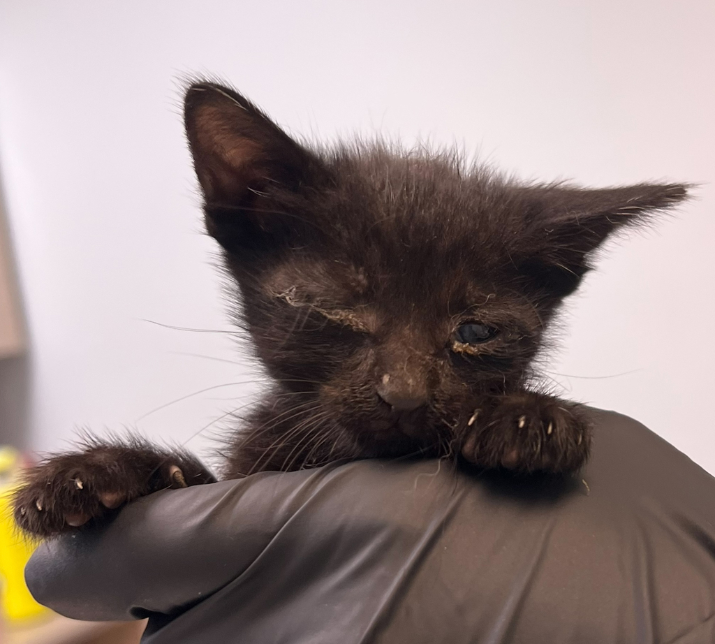 Shelter Stray Male Cat last seen N Harbor Drive, San Diego, CA, 92101, 5500 Gaines St, San Diego, CA 92110, USA