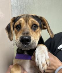 Shelter Stray Male Dog last seen Near Emory Street, Imperial Beach, CA, 91932, 5500 Gaines St, San Diego, CA 92110, USA
