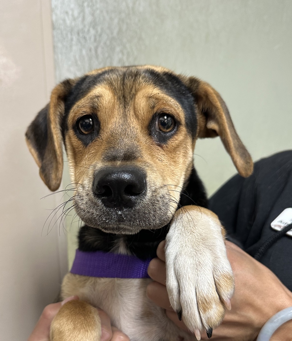Shelter Stray Male Dog last seen Near Emory Street, Imperial Beach, CA, 91932, 5500 Gaines St, San Diego, CA 92110, USA