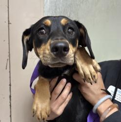Shelter Stray Female Dog last seen Near Emory Street, Imperial Beach, CA, 91932, 5500 Gaines St, San Diego, CA 92110, USA