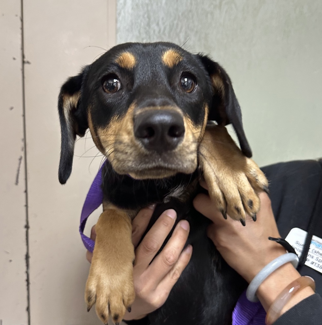 Shelter Stray Female Dog last seen Near Emory Street, Imperial Beach, CA, 91932, 5500 Gaines St, San Diego, CA 92110, USA