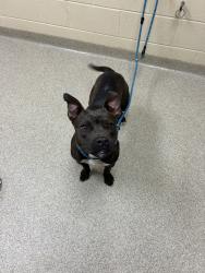Shelter Stray Female Dog last seen Near Baccalaureate Drive, VIRGINIA BEACH, VA, 23462, 341 S Birdneck Rd, Virginia Beach, VA 23451, USA