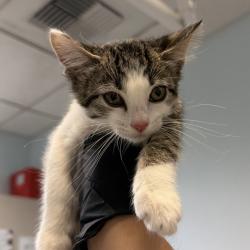 Shelter Stray Female Cat last seen Near Paradise Valley Road, San Diego, CA, 92139, 5500 Gaines St, San Diego, CA 92110, USA
