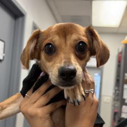 Shelter Stray Female Dog last seen Near Station Village Way, San Diego, CA, 92108, 5500 Gaines St, San Diego, CA 92110, USA