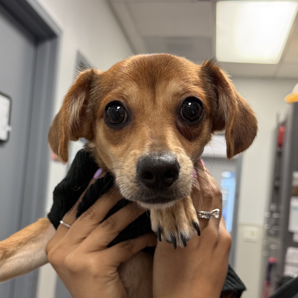 Shelter Stray Female Dog last seen Near Station Village Way, San Diego, CA, 92108, 5500 Gaines St, San Diego, CA 92110, USA