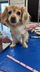 Shelter Stray Female Dog last seen Jerome Ave/ E 190th street, BRONX, NY, 10468, 326 E 110th St, New York, NY 10029, USA