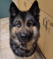 Shelter Stray Male Dog last seen Macadam / Nevada, PORTLAND, OR, 97213, 1700 W Historic Columbia River Hwy, Troutdale, OR 97060, USA