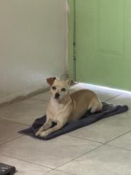 Lost Male Dog last seen Superior Grocers on Garvey, El Monte, CA 91731